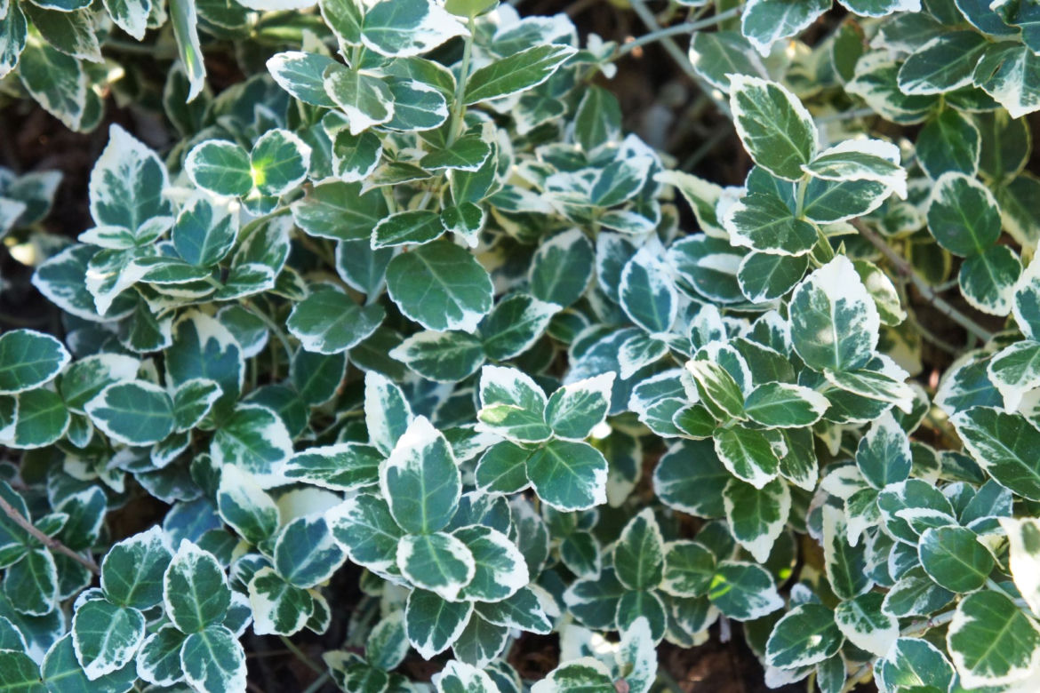 Trzmielina Fortune'a 'Emerald Gaiety'