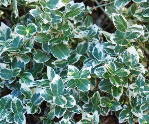 Trzmielina Fortune'a 'Emerald Gaiety'