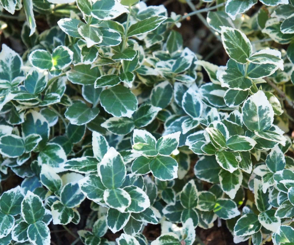 Trzmielina Fortune'a 'Emerald Gaiety'