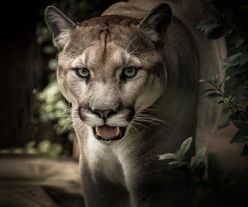 Puma