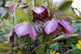 Ciemiernik czerwonawy - Helleborus purpurascens