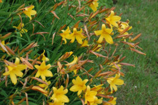 Liliowiec żółty - Hemerocallis flava