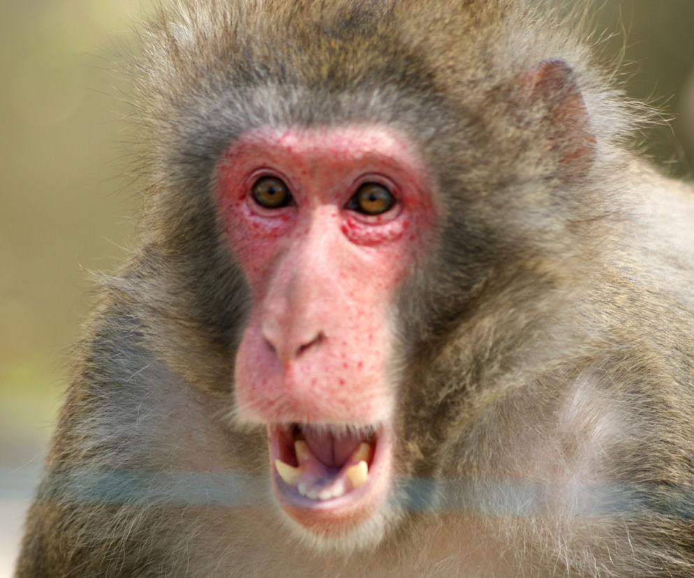 MOnkey