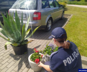 Kwiaty agawy padły łupem złodziei. Straty oszacowano na 2 tysiące złotych [ZDJĘCIA]
