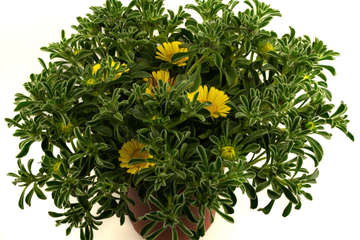 Asteriscus nadmorski