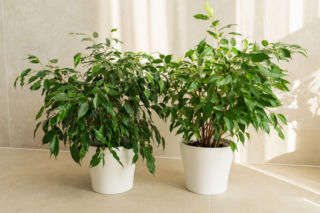 Jak długo kiełkują nasiona fikusa Benjamina? Odpowiada ekspert