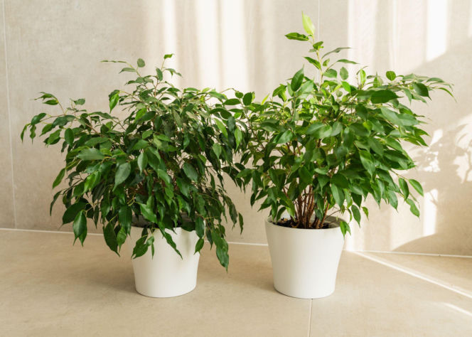 Ficus benjamina