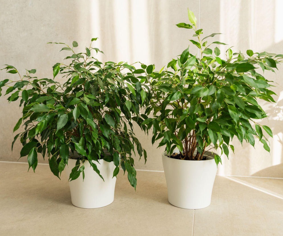 Ficus benjamina