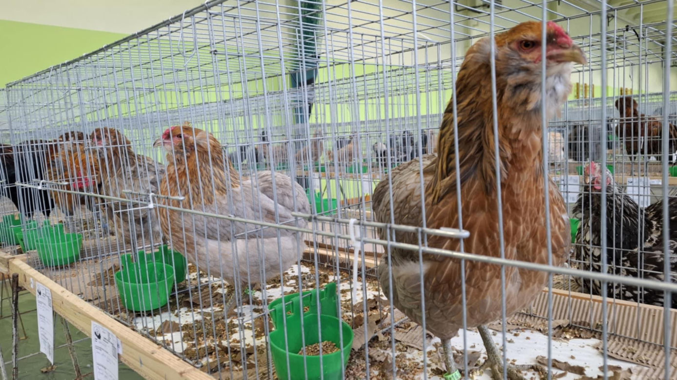 Kalisz. Rasowe gołębie, drób i króliki można podziwiać w hali OSRiR