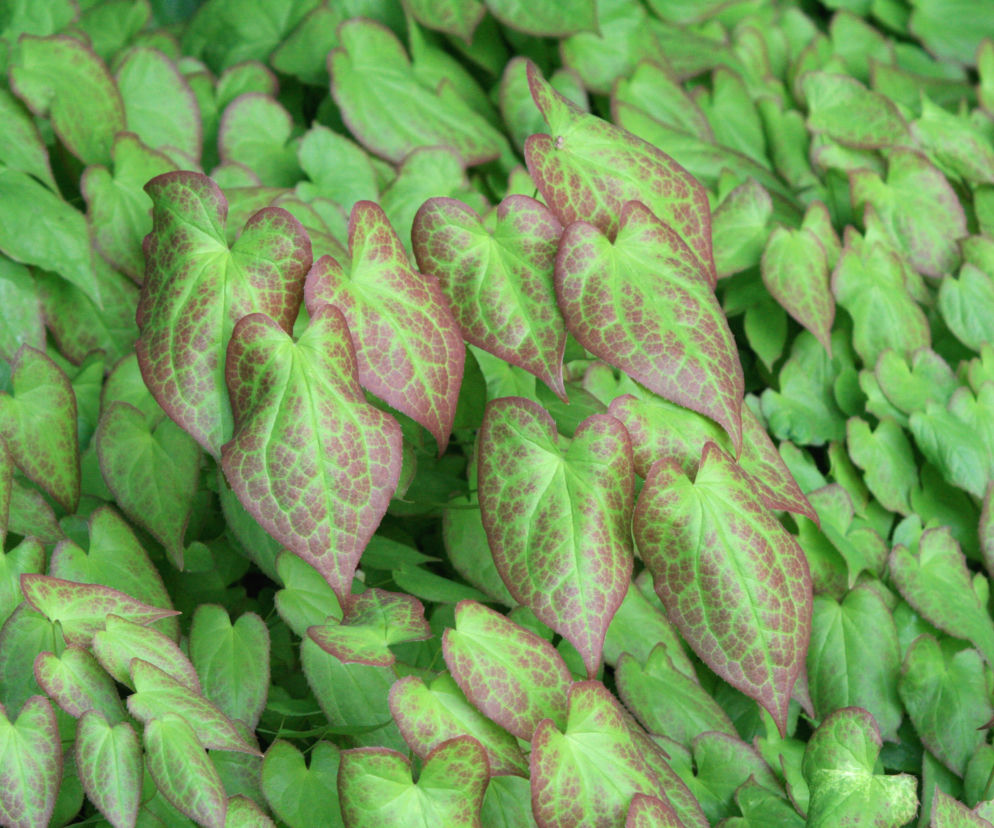 Epimedium czerwone