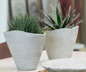 Sukulent - aloes