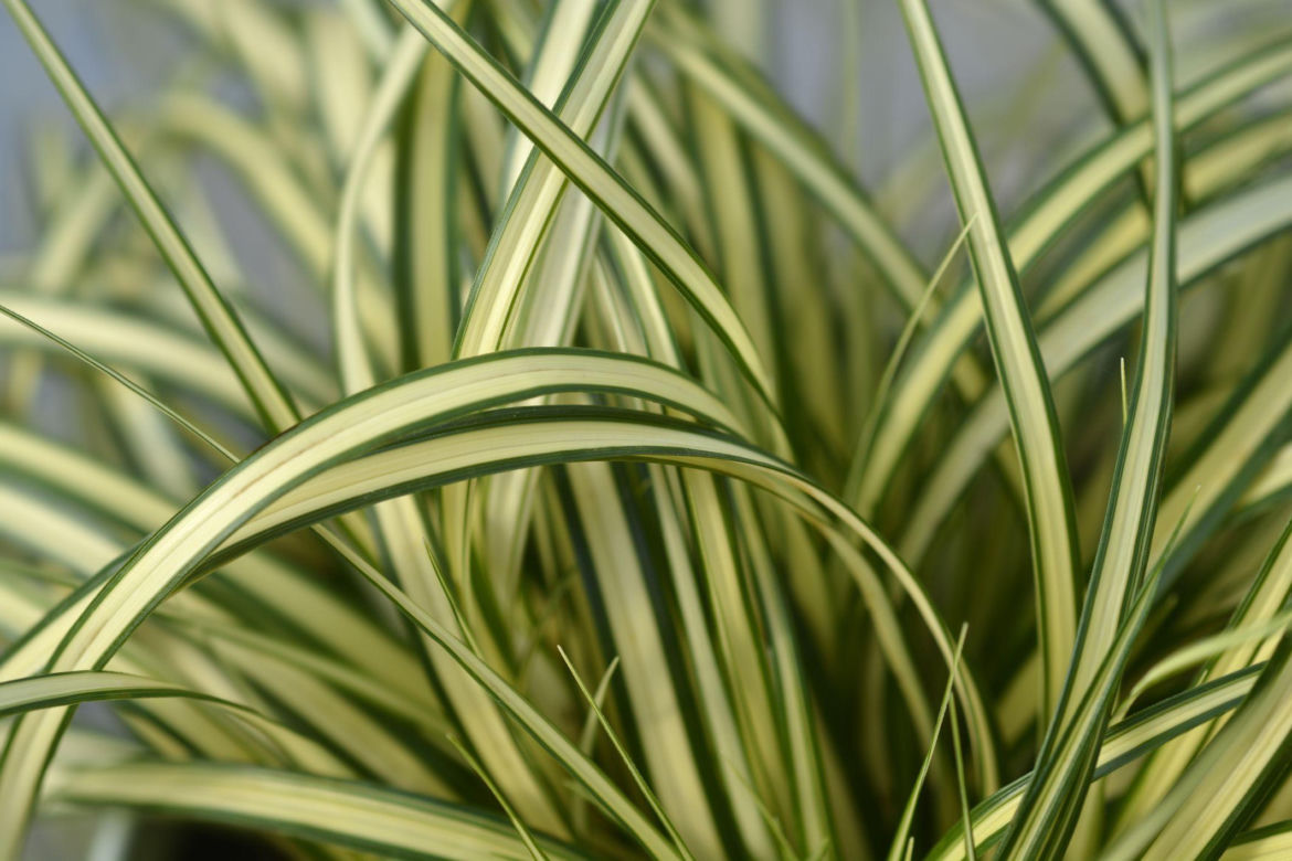 Turzyca oszimska 'Evergold'