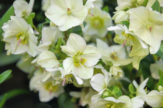 Odkryj, jak ciemiernik biały ożywi zimowy ogród!