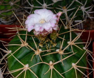 Gymnocalycium eurypleurum