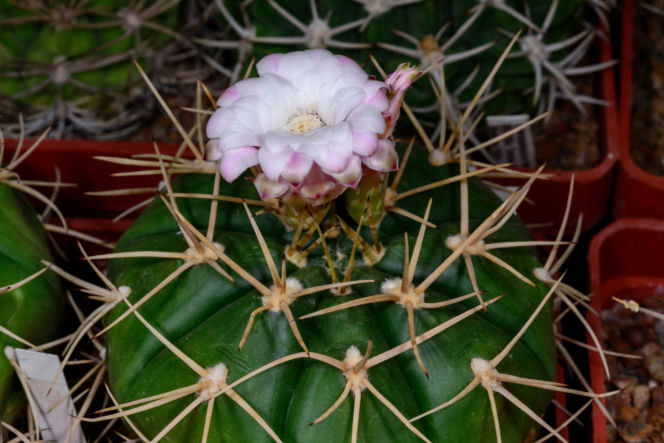 Gymnocalycium eurypleurum