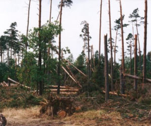 Niszczycielski huragan spustoszył Puszczę Piską. Wiatr osiągał 170 km/h [ZDJĘCIA]