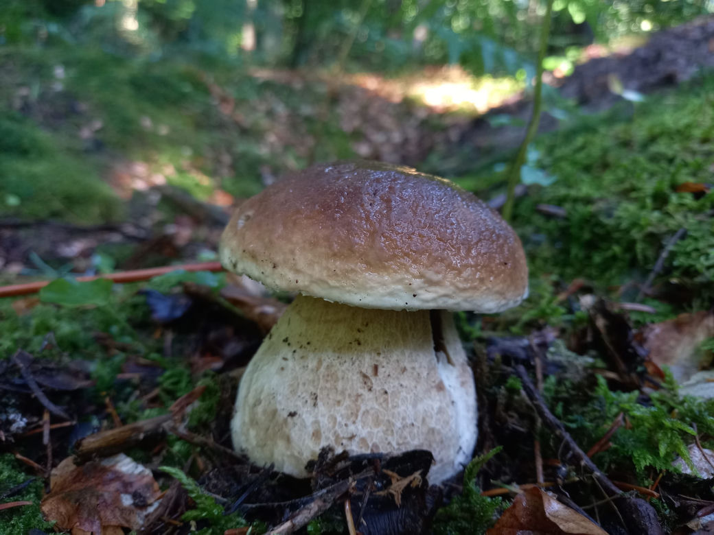 Już SĄ. Grzyby w świętokrzyskich lasach! 