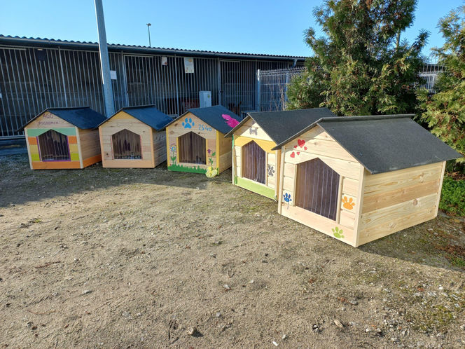 ​Śmieciarki ze zdjęciami psów wyjechały na ulice Leszna. Ruszyła akcja „Czysta Miłość”