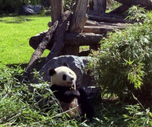 Pandy ZOO Berlin