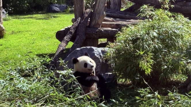 Pandy ZOO Berlin
