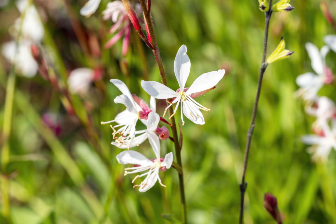 Gaura Lindheimera