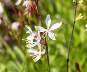 Gaura Lindheimera