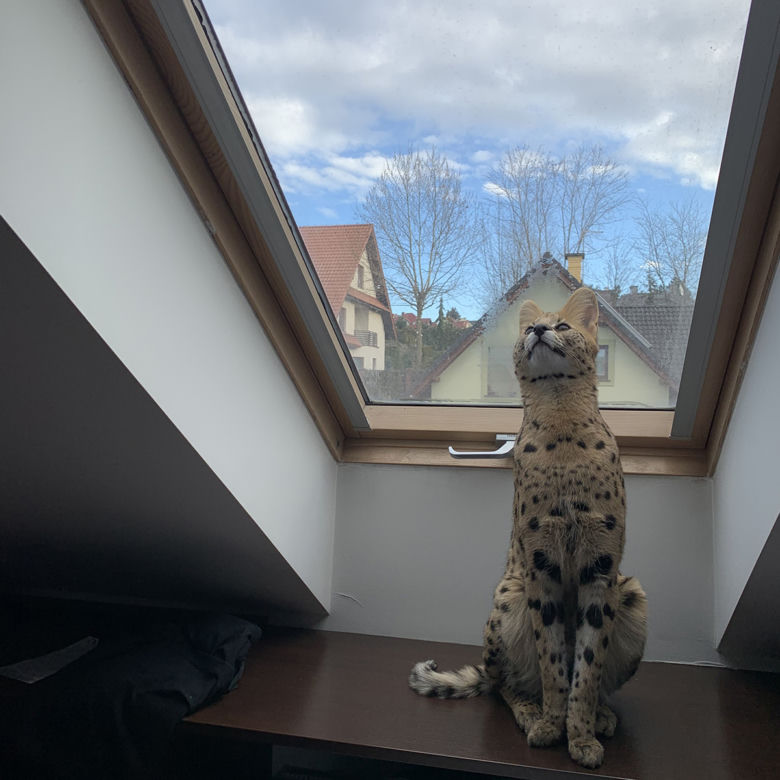 Zaginął serval