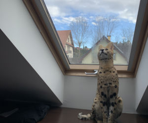 Zaginął serval