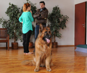 KOMISARZ ALEX 3 sezon odc. 36. Lucyna (Magdalena Walach), Michał Orlicz (Antoni Pawlicki)