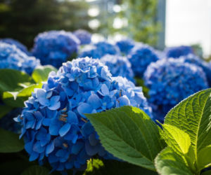 Zapomnij o hortensji. Ten krzew kwitnie nieprzerwanie przez długie miesiące i jest znacznie bardziej odporny na upały