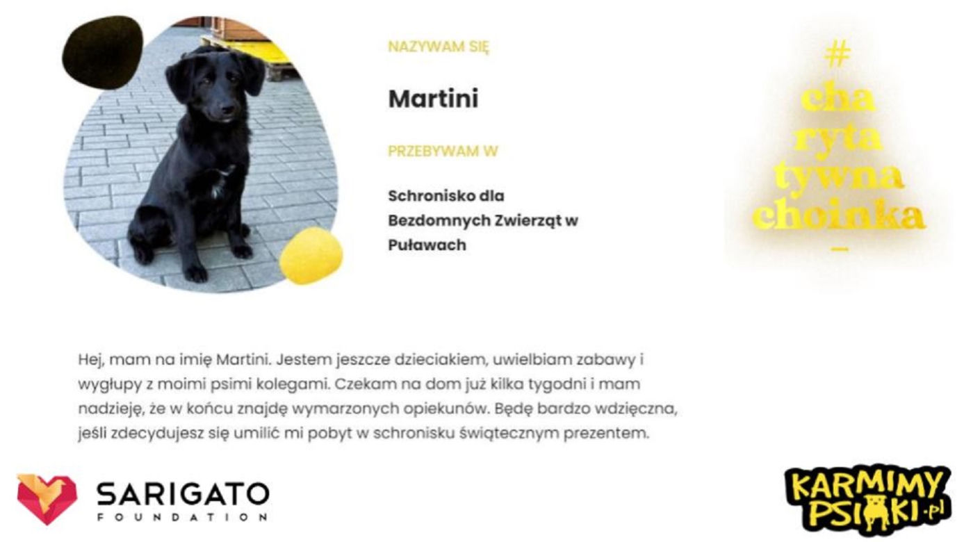 Charytatywna Choinka dla bezdomnych psów i kotów. Każdy może pomóc!