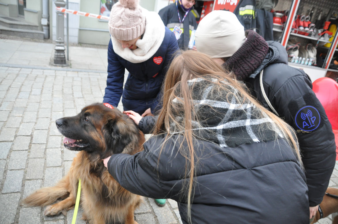 31. Finał WOŚP w Kielcach. Wielkie kwestowanie na ulicy Sienkiewicza