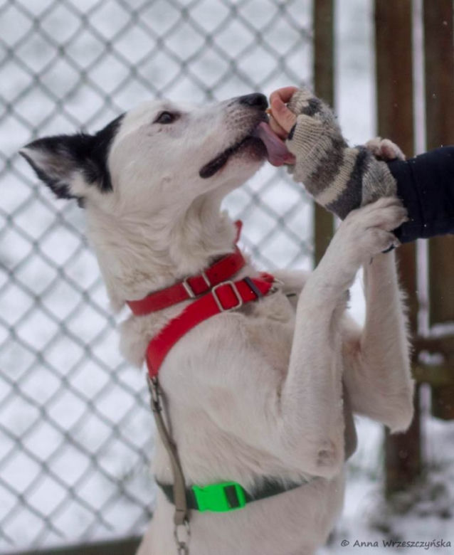 Marley - pies do adopcji
