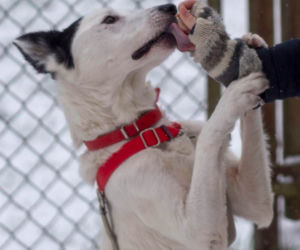 Marley - pies do adopcji