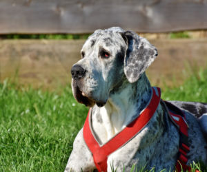 Dog niemiecki