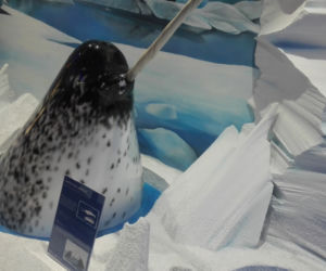 Wrocławskie zoo jako pierwsze w Europie ma multimedialny pawilon bez zwierząt