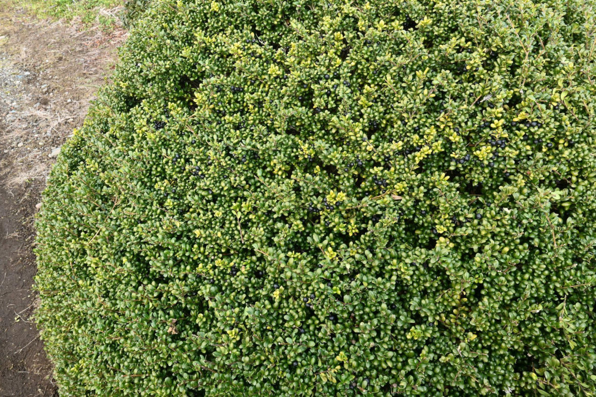 Ostrokrzew karbowanolistny 'Convexa'