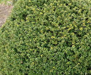 Ostrokrzew karbowanolistny 'Convexa'