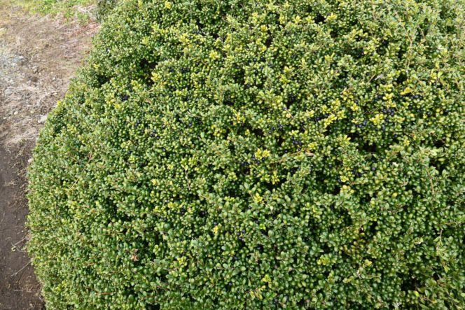 Ostrokrzew karbowanolistny 'Convexa'