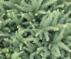 Świerk kłujący Picea 'Glauca'