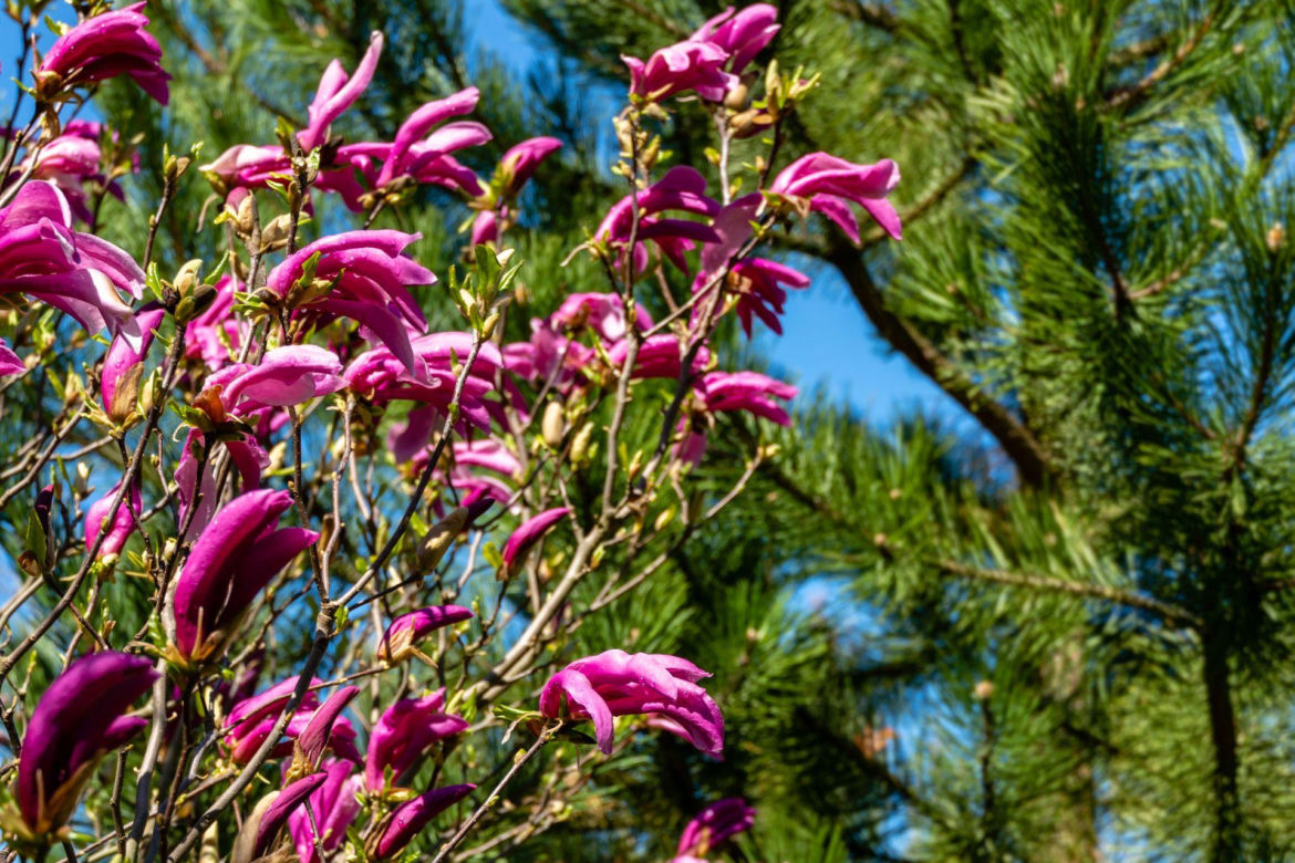 Magnolia 'Susan'