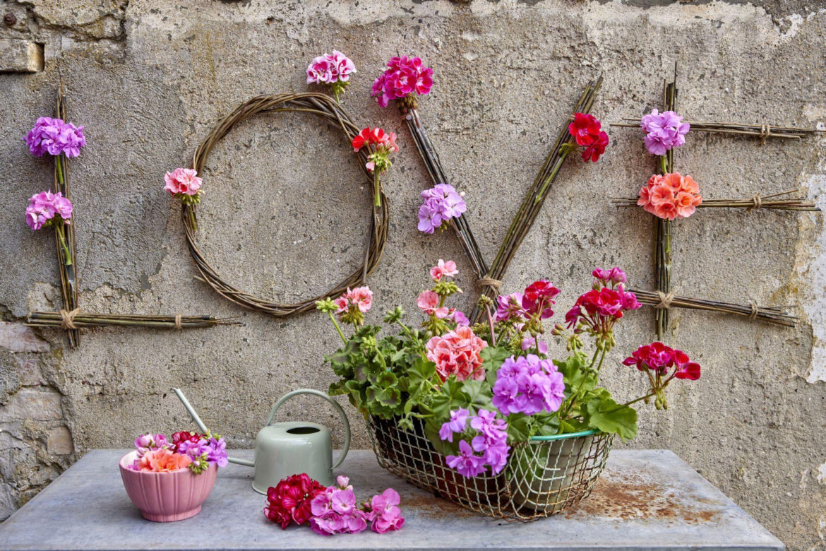 Pelargonie love