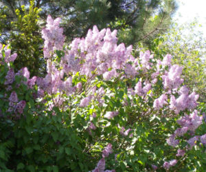 Zachwyć się lilakami! Jak je uprawiać i dbać o ich piękno?