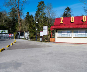 Koronawirus w Trójmieście. ZOO zamknięte na czas kwarantanny