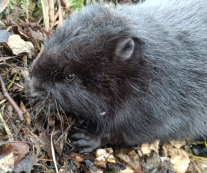 Strażacy uratowali bobra