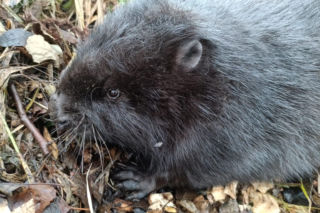Strażacy uratowali bobra