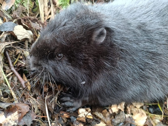 Strażacy uratowali bobra
