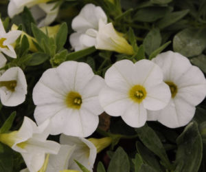 calibrachoa