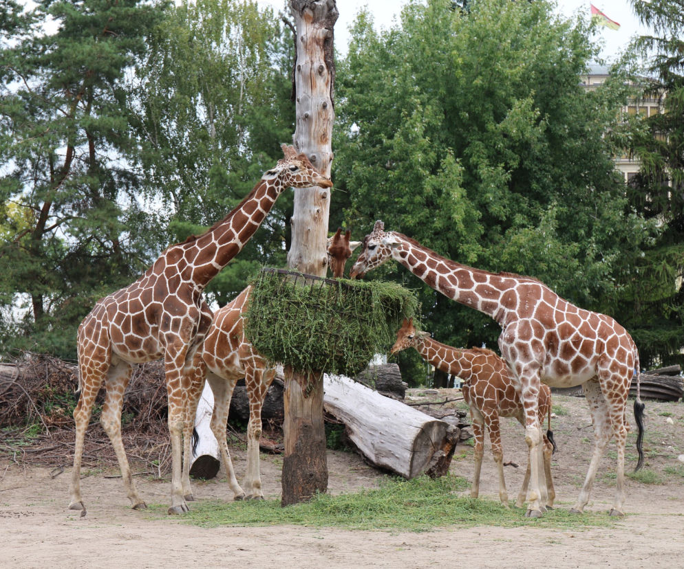 Zoo zaprzecza doniesieniom gazety