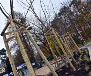 Nowe nasadzenia na węźle Głębokie